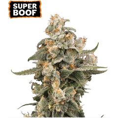 Super Boof Auto, Фасовка: 3